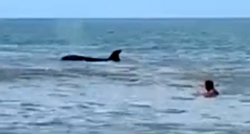 Luego del tiburón, ahora apareció una orca en la costa de Monte Hermoso