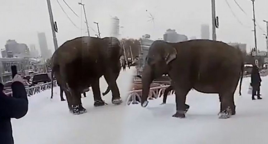 Elefantes sorprendieron en la nieve en plena ciudad rusa