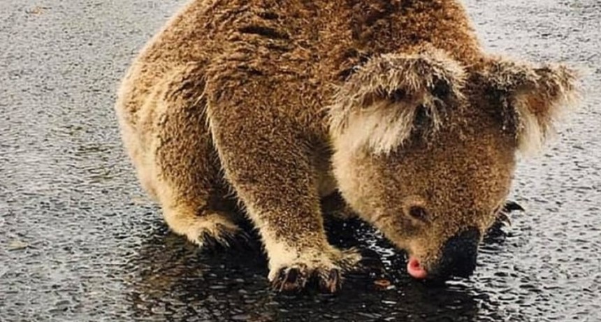 Australia: la historia detrás del koala sediento que tomaba agua del asfalto tras la lluvia