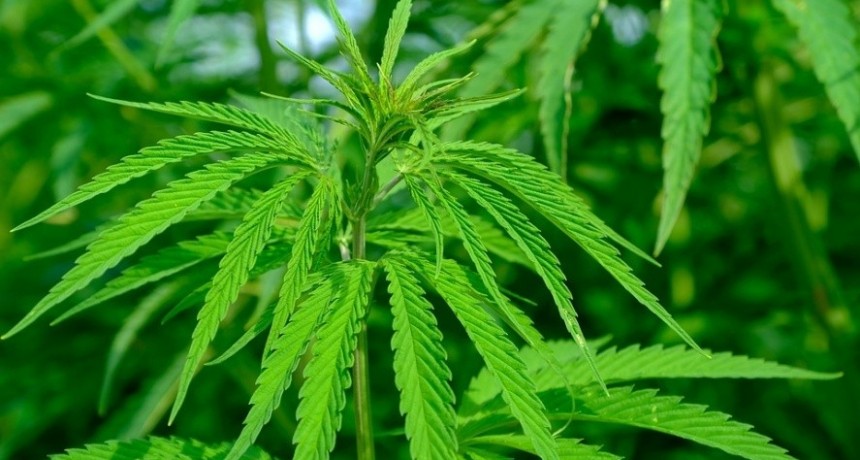 La Defensoría del Pueblo bonaerense pide medidas para evitar la persecución a los consumidores de cannabis