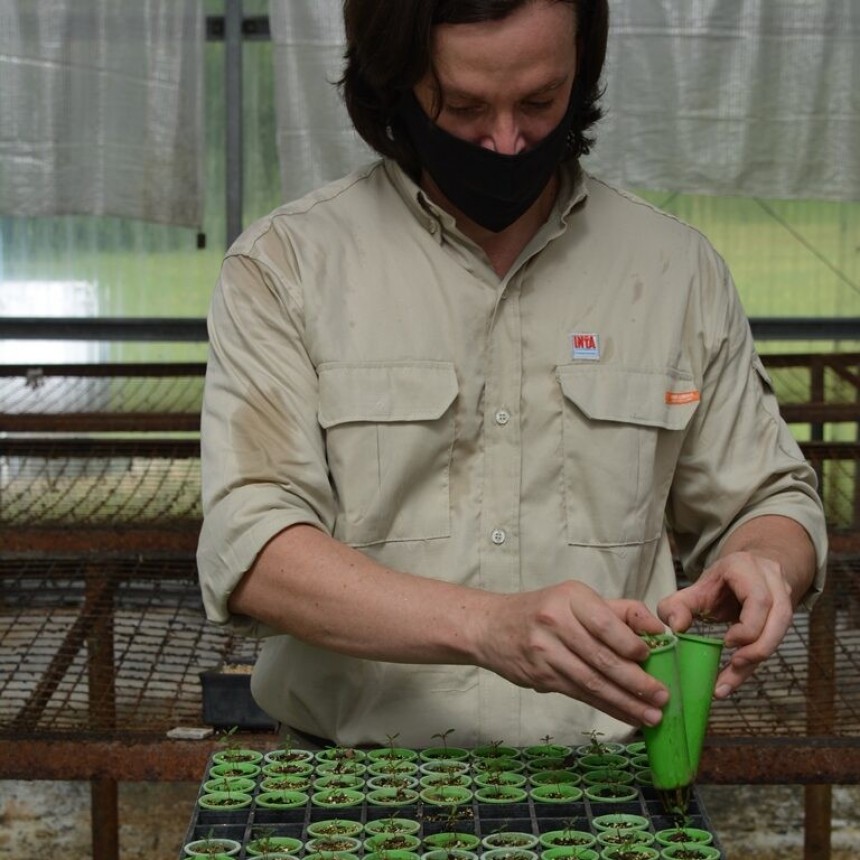 Semillas de Eucalipto peletizadas, una técnica que agrega eficiencia al cultivo