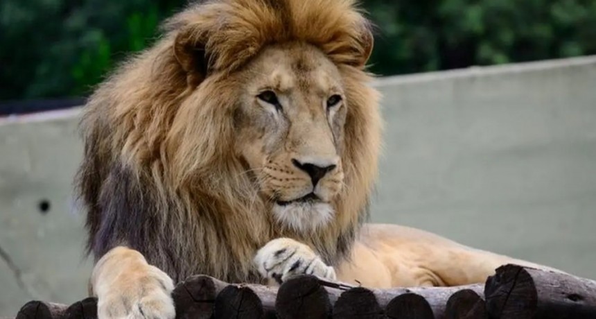 Murió Tango, el león del Zoológico de Córdoba que tenía cáncer