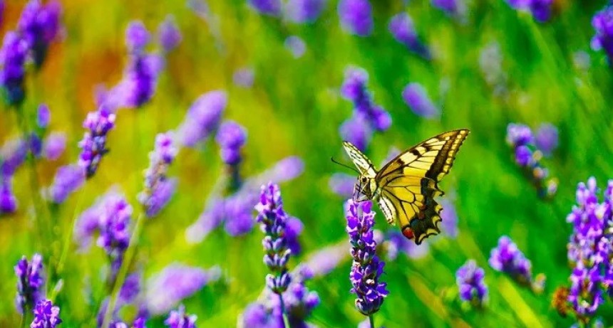 Cómo hacer para que tu jardín atraiga mariposas y picaflores