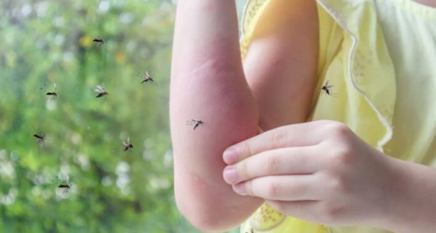 Alerta por la presencia de un mosquito más agresivo y con notables hábitos de cría