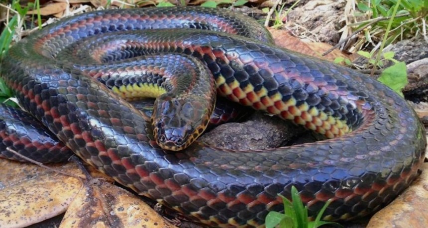 Observan una rara serpiente arco iris en un bosque de Florida