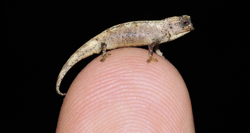 Así es el reptil más pequeño del mundo: cabe en la punta de un dedo y vive en Madagascar