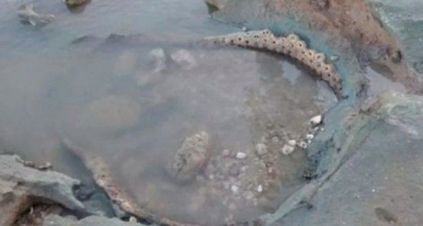 Mar Chiquita: Hallaron un antiguo caparazón de gliptodonte