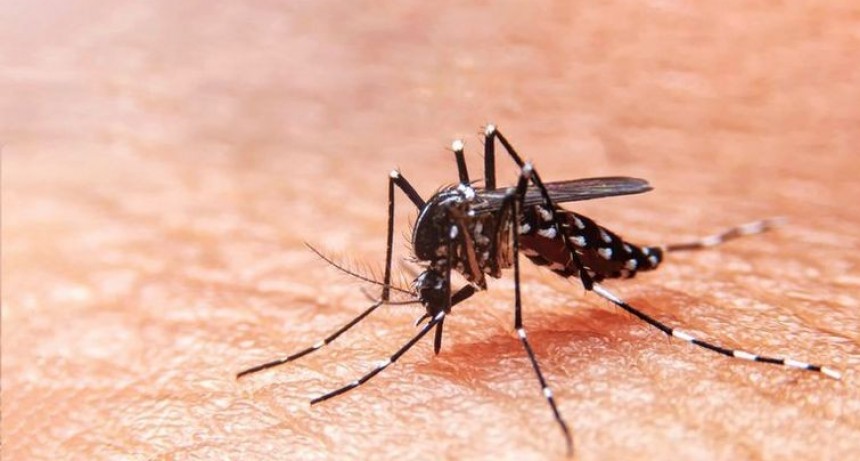 Primer caso en el año | Una rosarina se contagió de dengue y Covid al mismo tiempo