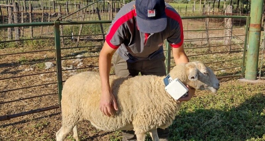 En el NOA, avanzan en el uso del collar GPS en ovinos para monitoreo animal