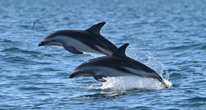 El avistaje de delfines se consolida como oferta turística en Puerto Madryn
