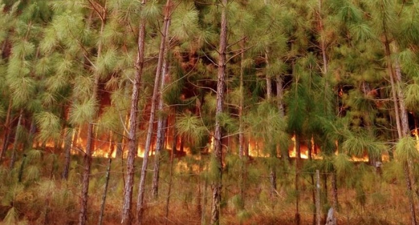 Corrientes: se quemó el 40% del Parque Nacional Iberá