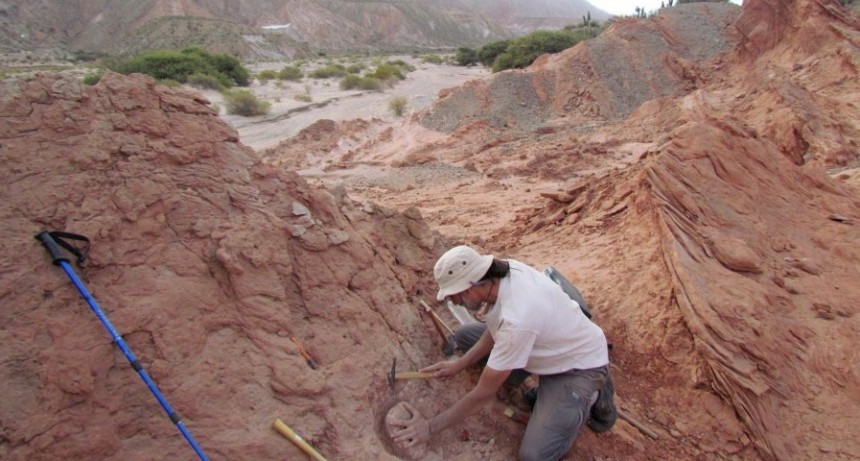 Hallaron por primera vez restos de un dinosaurio carnívoro en Salta