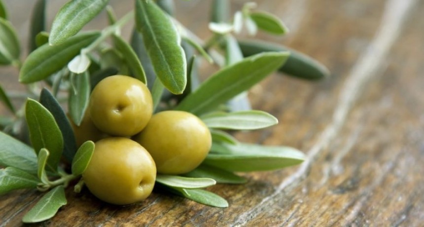 El INTA posee la primera colección de olivos de América
