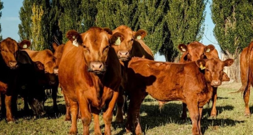 Producción de remolacha forrajera para complementar las dietas de las vacas