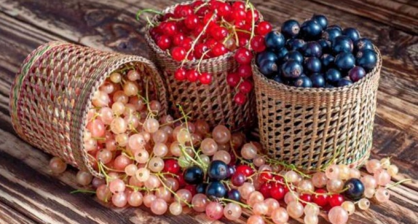 El INTA impulsa la producción comercial de frutas finas en Tierra del Fuego