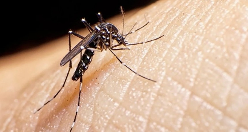 Dengue: 14 provincias argentinas presentan 