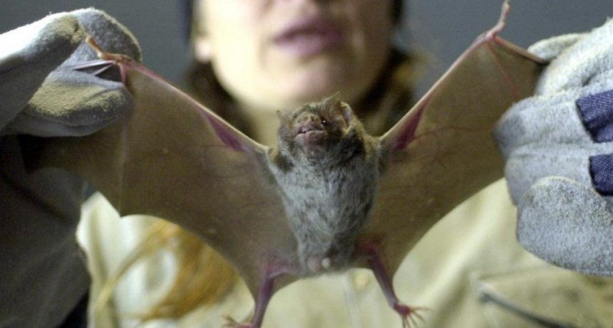 Coronavirus: afirman que en China volvió la venta de carne de murciélagos