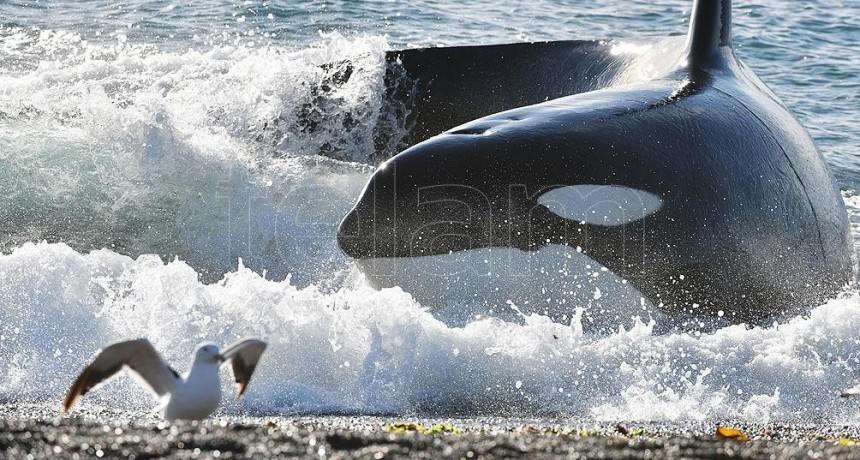 La temporada de orcas en Península Valdés comenzará a mediados de marzo
