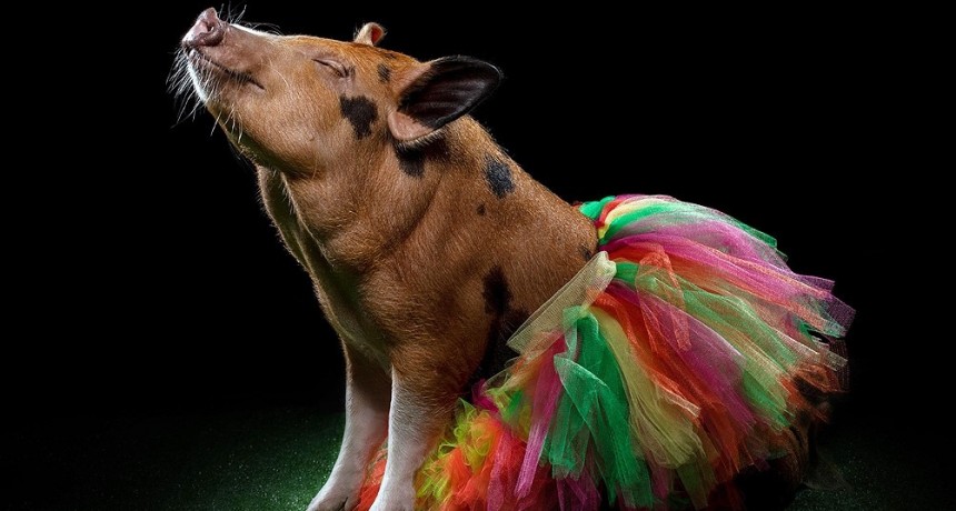 Cerdos mini pig, una nueva tendencia en adopción de mascotas exóticas