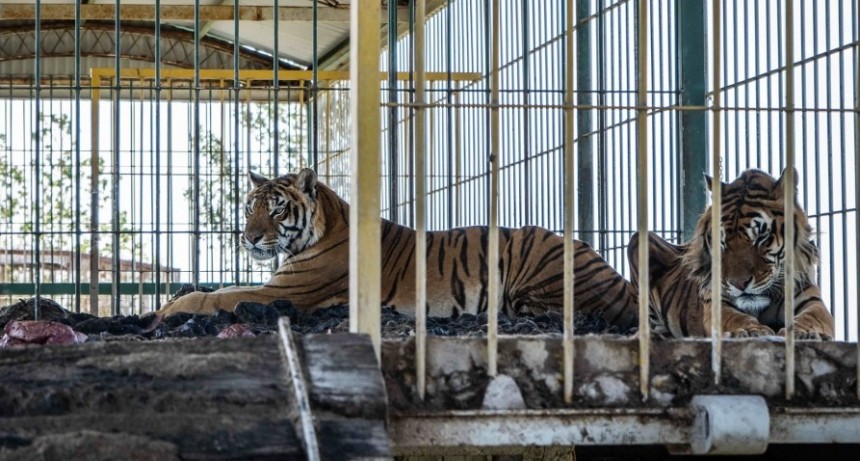 Trasladan a Sudáfrica a los cuatro tigres de bengala abandonados hace 15 años en San Luis
