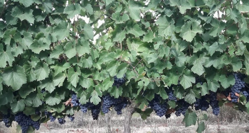 Cómo afectó el clima a la vitivinicultura