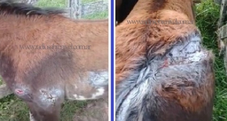 Chacabuco: un puma atacó el caballo de un vecino