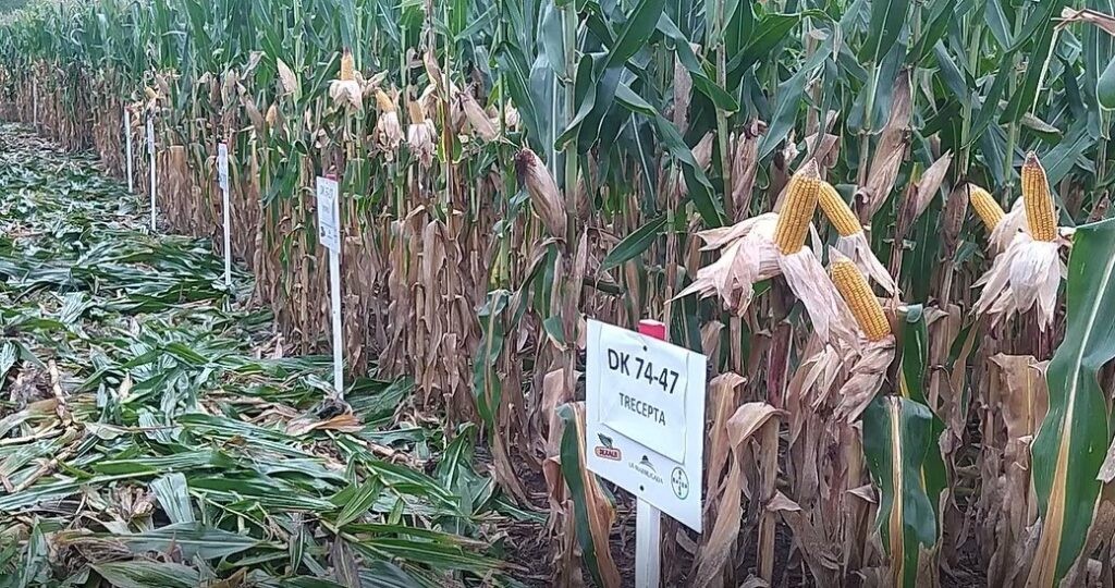 La Madrugada Agropecuaria presento dos nuevos híbridos de maíz Dekalb