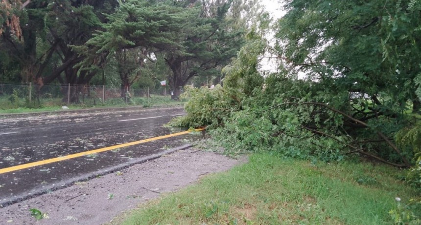 Lluvias y tormentas azotaron a Chascomús: caída de árboles y más de 50 mm.