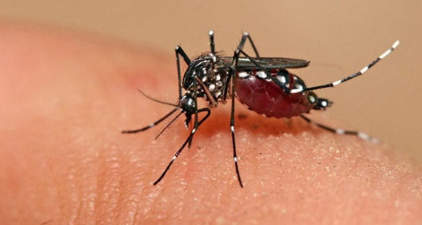Se confirmaron más de 7800 casos de dengue en la Provincia