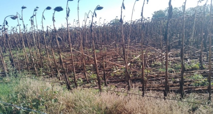 El granizo en Bolívar dejó importantes daños en cosechas y pasturas