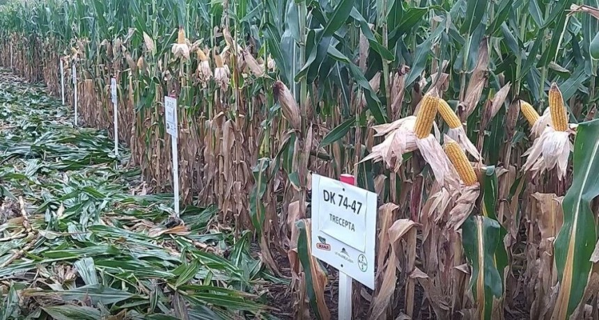 La Madrugada Agropecuaria presento dos nuevos híbridos de maíz Dekalb