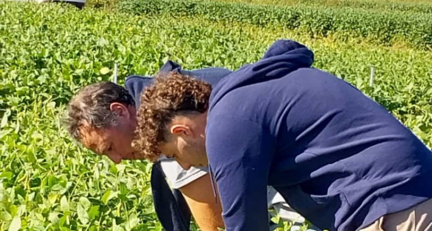 El cultivo de soja protagonista de una nueva jornada a puertas abiertas en INTA Pergamino