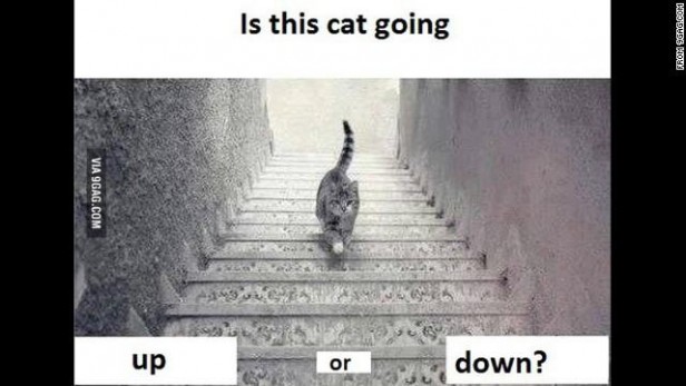 Nuevo debate en Twitter: ¿el gato sube o baja las escaleras?