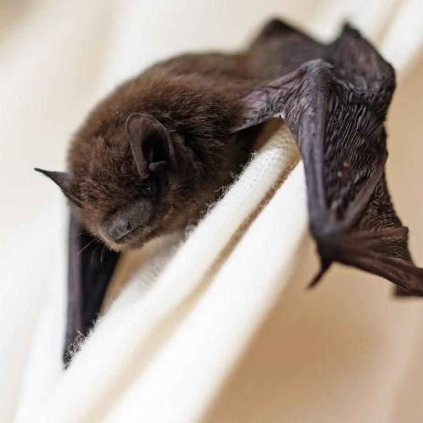 Descubren seis nuevos coronavirus en murciélagos
