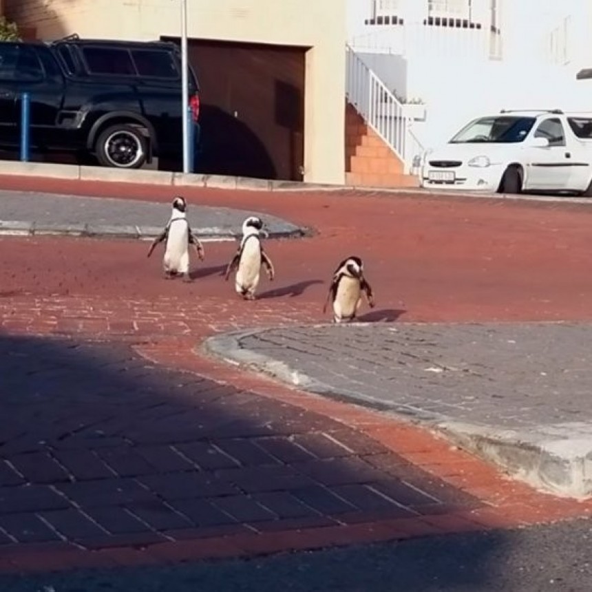 Increíble video: un grupo de pingüinos se adueñó de las calles de Sudáfrica en plena cuarentena