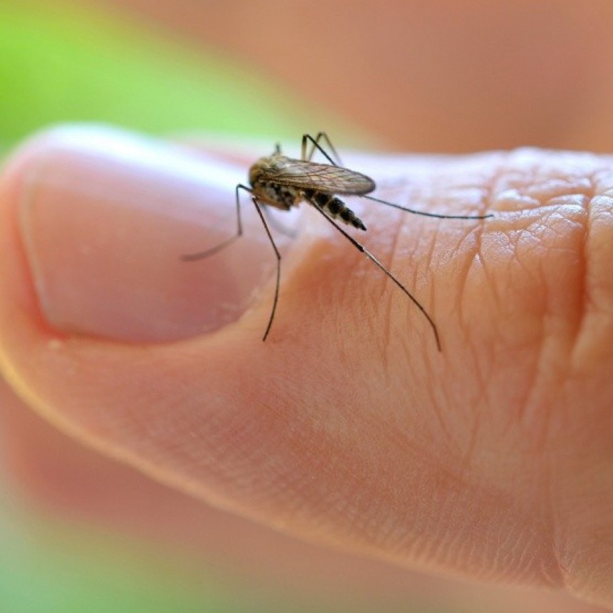 Contra todo pronóstico: advierten que el vector del dengue encontró estrategias contra el frío de la Provincia