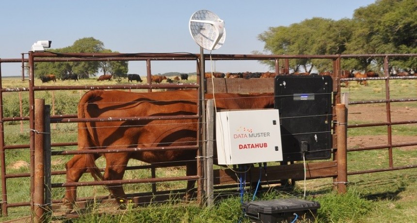 El INTA pone a punto una balanza inteligente para vacas