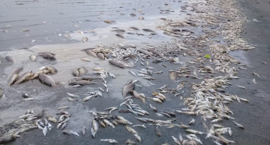 Impactante mortandad de peces en el Camino Costero