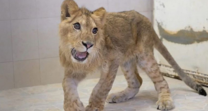 Insólito | Encontraron a un león africano deambulando por la calle en México