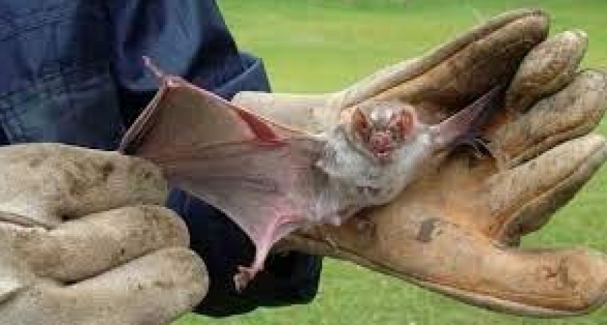 Saladillo: Detectan caso positivo de rabia en un murciélago