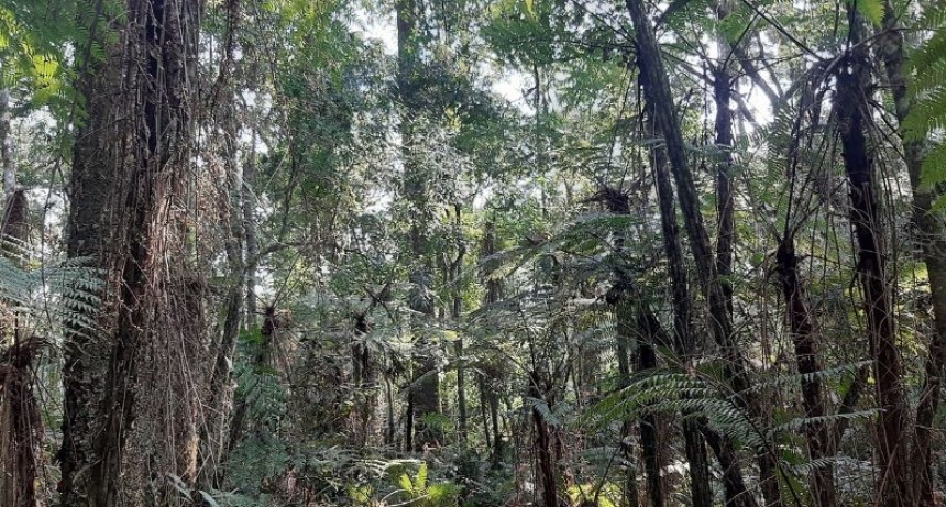 Los bosques son la solución natural frente al cambio climático