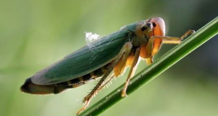 Chicharrita del maíz: el Gobierno apura la aprobación de insecticidas para combatir la plaga