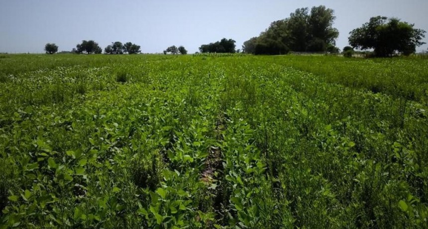 Veinticuatro especies de malezas ya resisten a los herbicidas en la Argentina