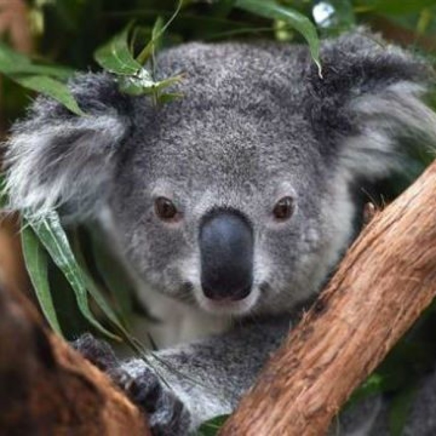¿Cómo beben agua los koalas?
