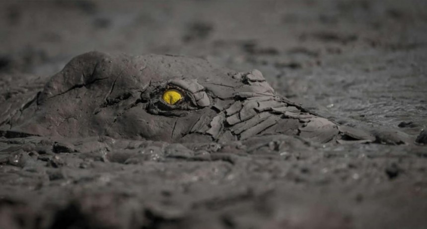Un cocodrilo cubierto de barro, entre las mejores fotografías de naturaleza del año