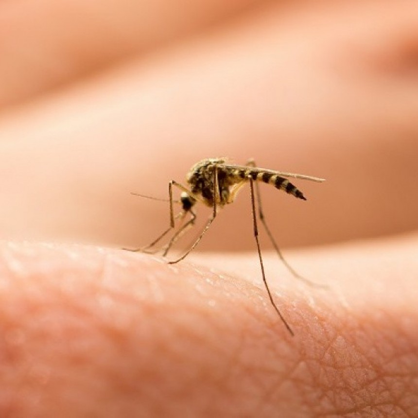 Dengue: Se registraron 6.000 casos en la última semana en todo el país