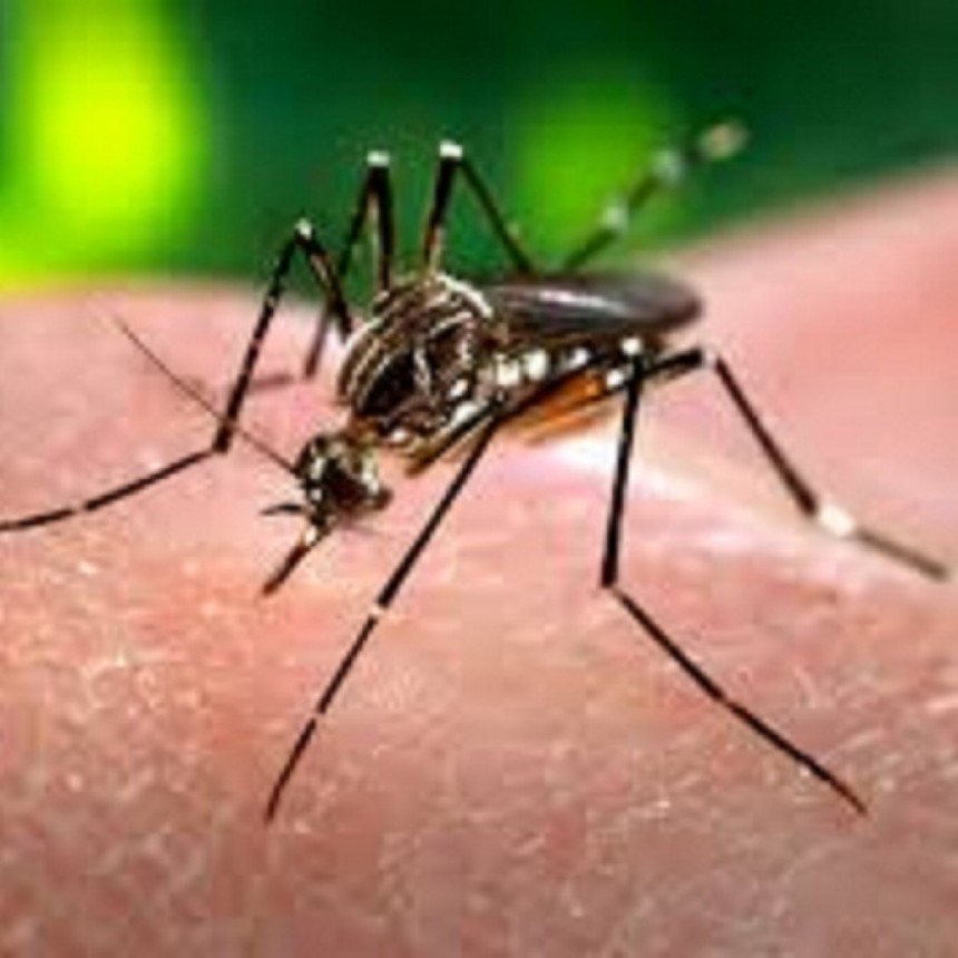 Aumentan los casos de dengue en la provincia