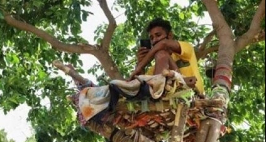 Ocurrió en La India | Vivió 11 días arriba de un árbol para no contagiar de coronavirus a su familia