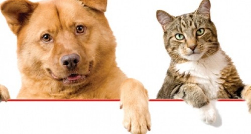 El regreso de la rabia: la importancia de vacunar perros y gatos