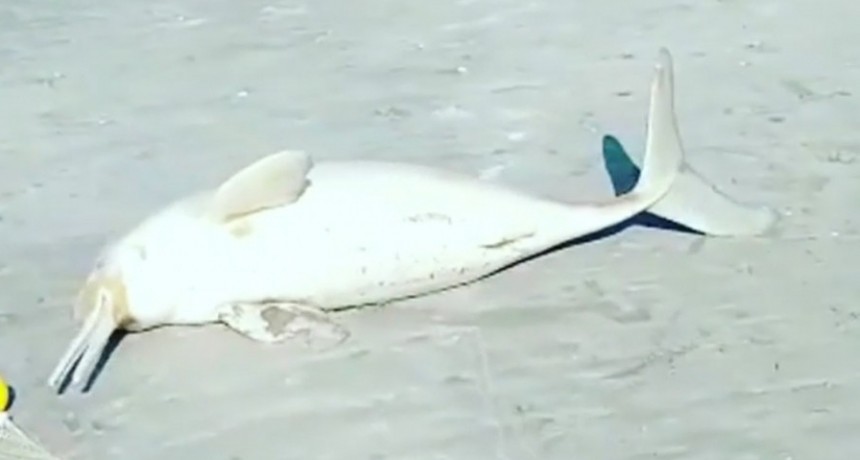  MAR DEL TUYÚ / Repudio generalizado contra el hombre que se llevó un delfín de la playa